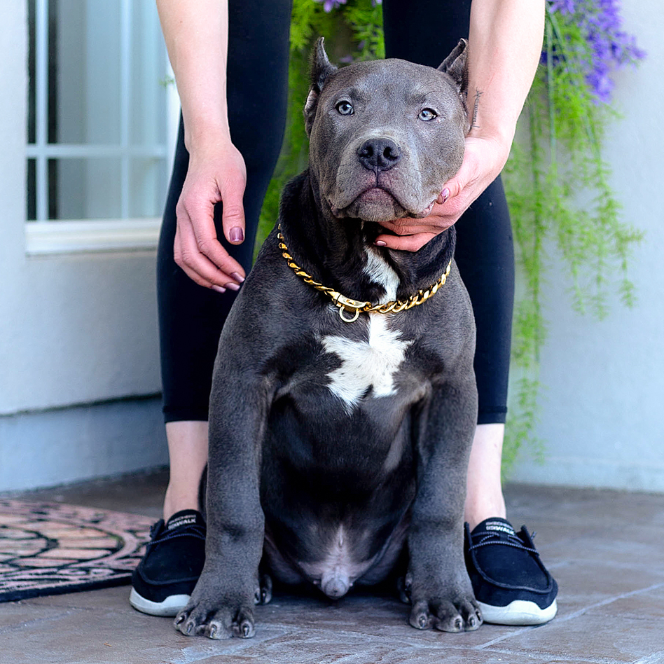 Available XXL Black tri american bully puppy for sale with huge muscles
